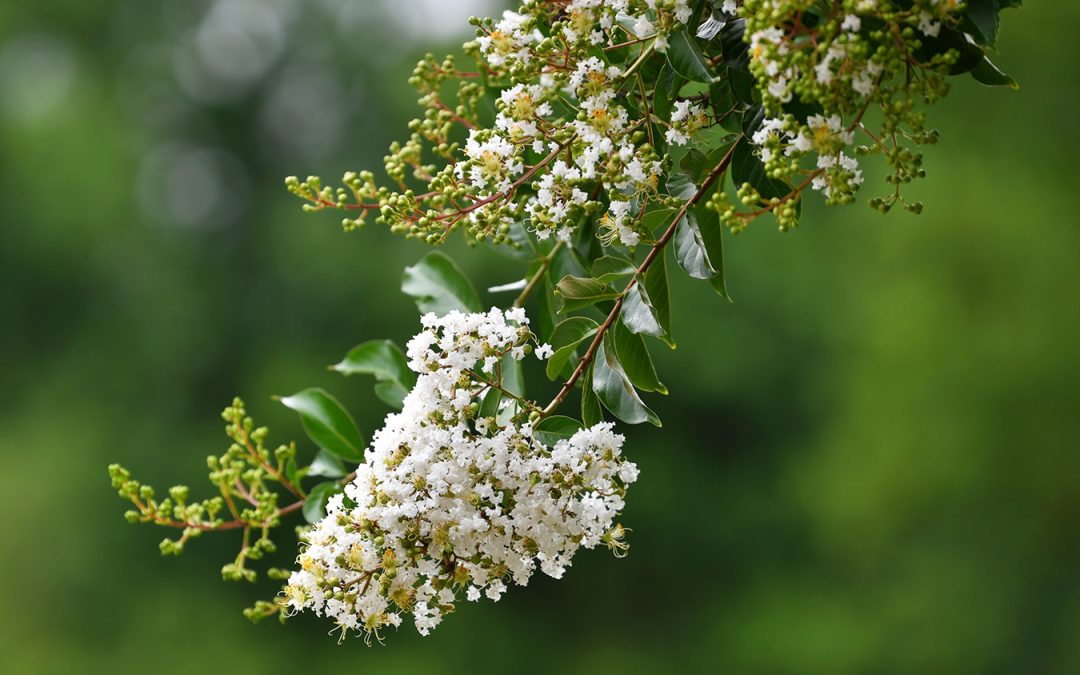 A conical bunch of small white flowers on a tree branch, with deep green leaves and more flowers higher on the branch. Background is deep green in soft focus.