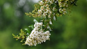 A conical bunch of small white flowers on a tree branch, with deep green leaves and more flowers higher on the branch. Background is deep green in soft focus.