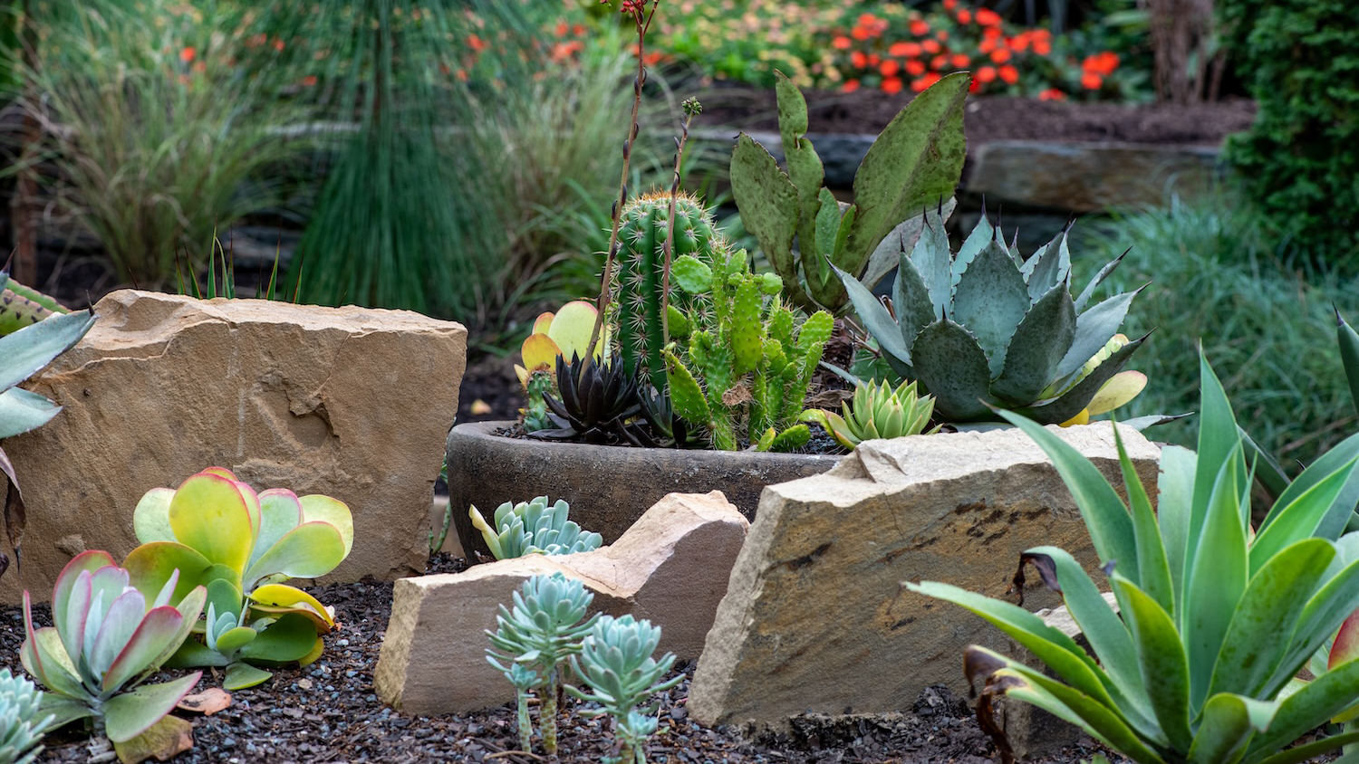 Succulent plants growing amidst vertical pieces of stone in a scree garden, with bright red flowers and greenery in the distance.