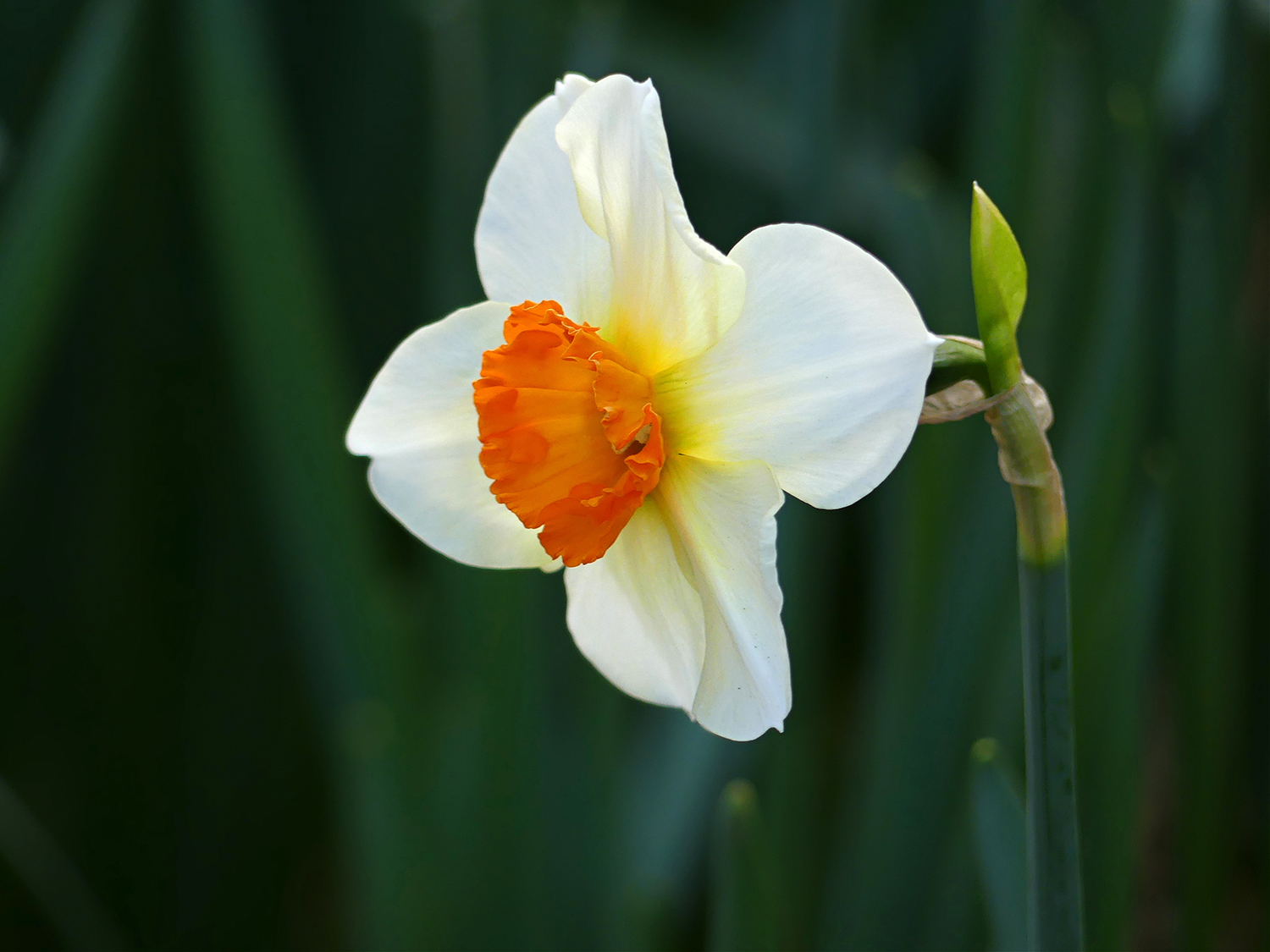 Narcissus