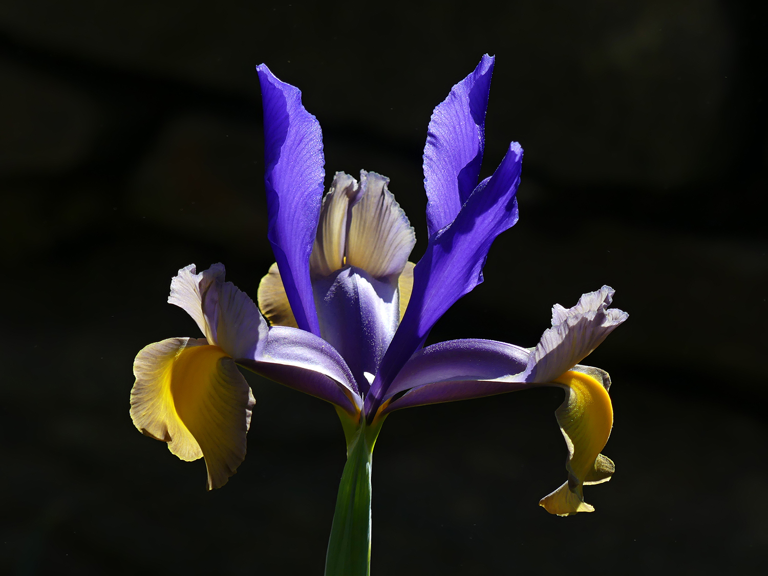 Iris