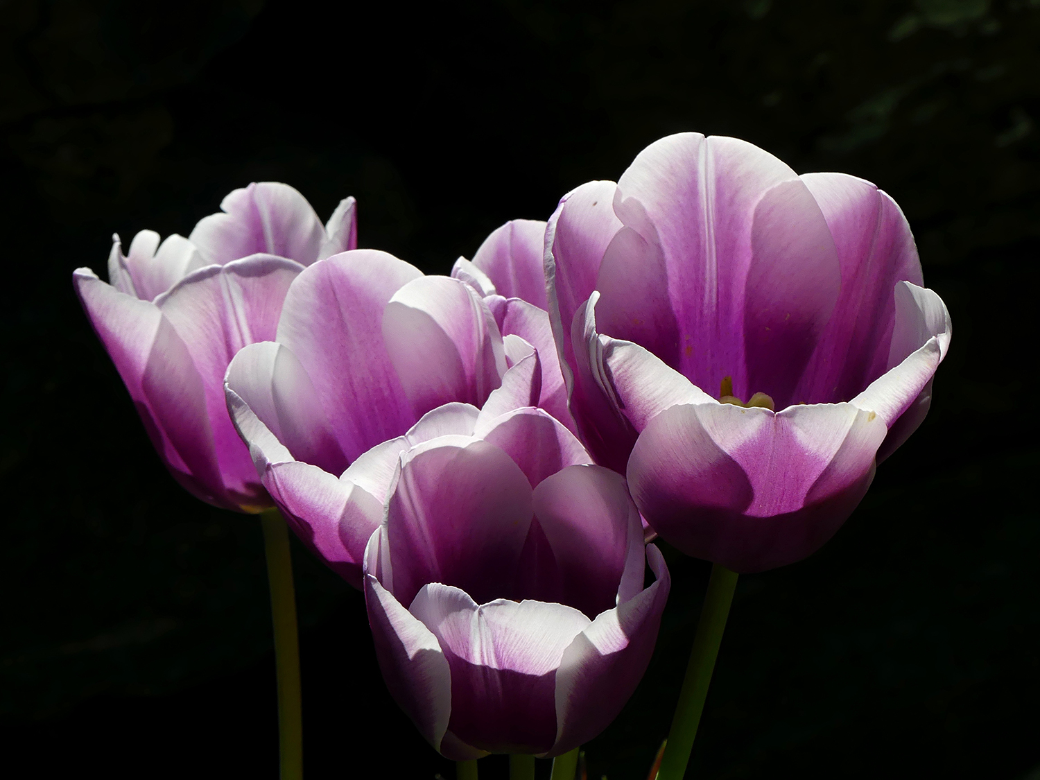 Tulips