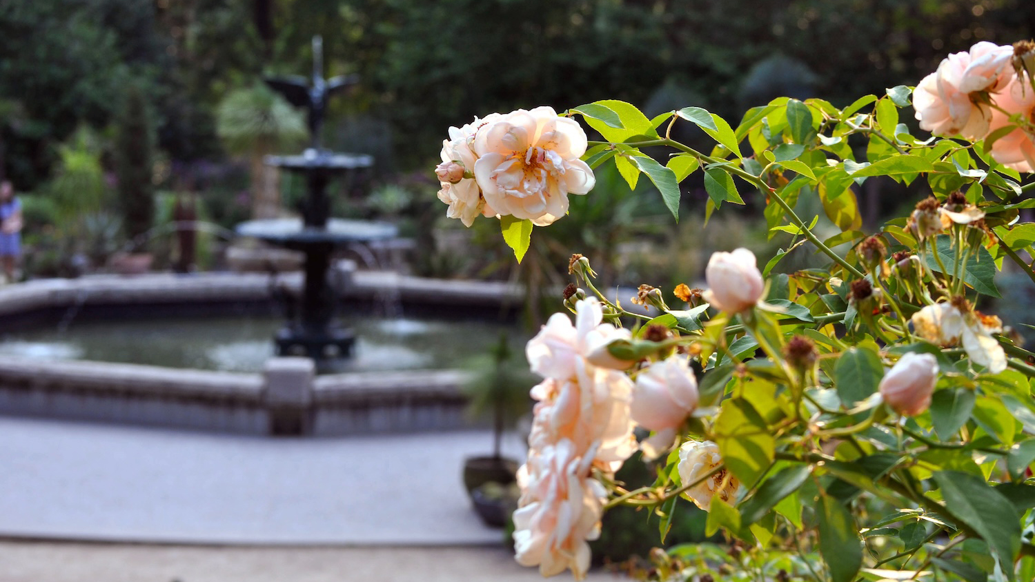 Close-up of pale peach roses with a patio and fountain in the distance.