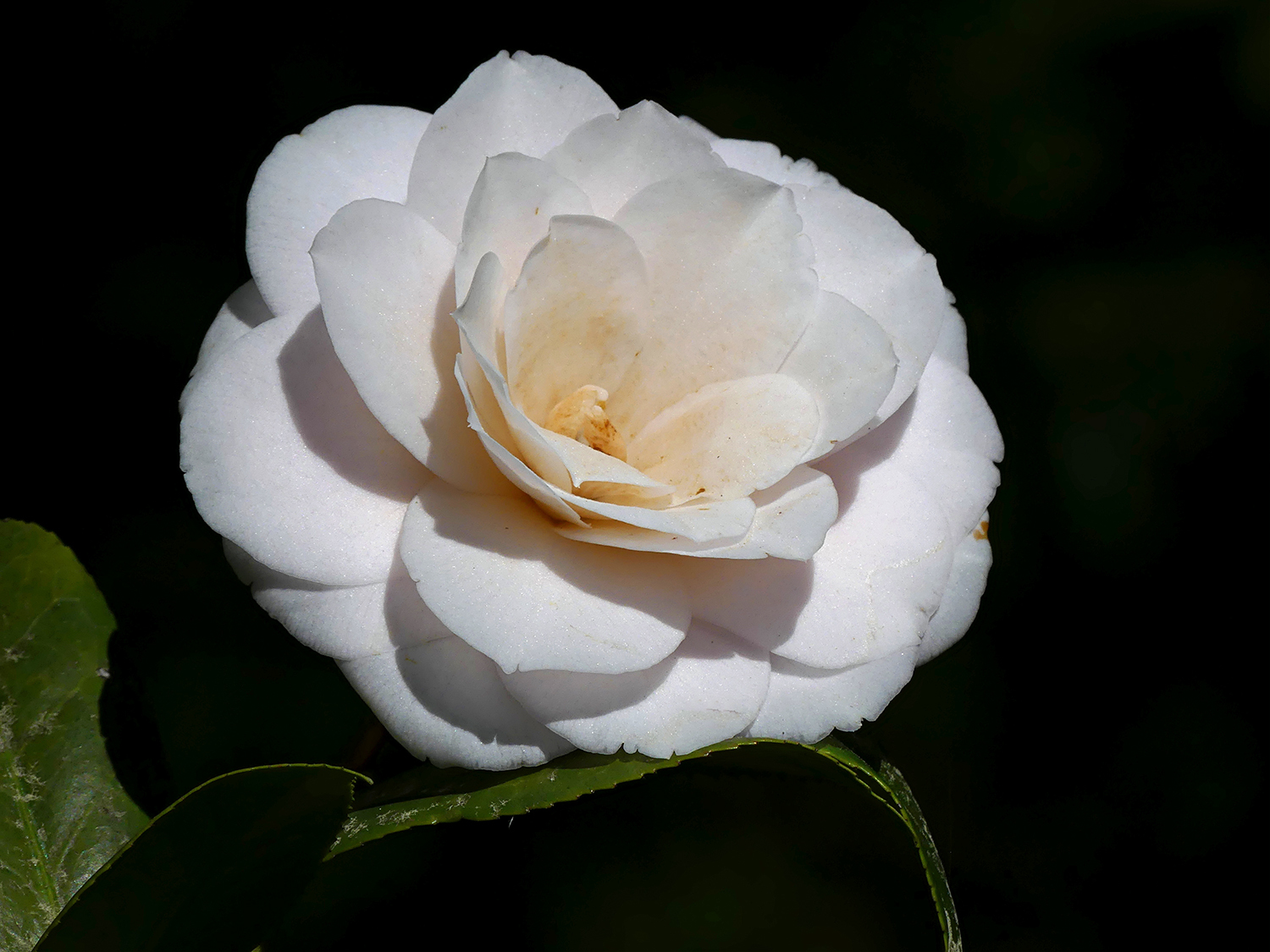 Japanese Camelia