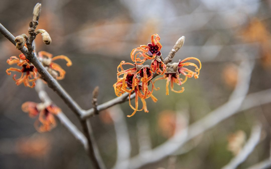 Close-up of orange flowers with delicate, stringy petals, on a slim branch with a soft focus background that includes more of the same flowers.