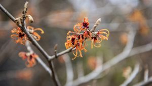 Close-up of orange flowers with delicate, stringy petals, on a slim branch with a soft focus background that includes more of the same flowers.