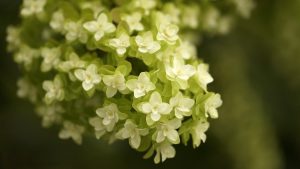 Close-up image of the cream and pale green flowers of oakleaf hydrangea.