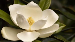 Close-up of a white magnolia flower with yellow carpals and stamens.