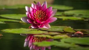 A deep pink water lily among lily pads in a pond.