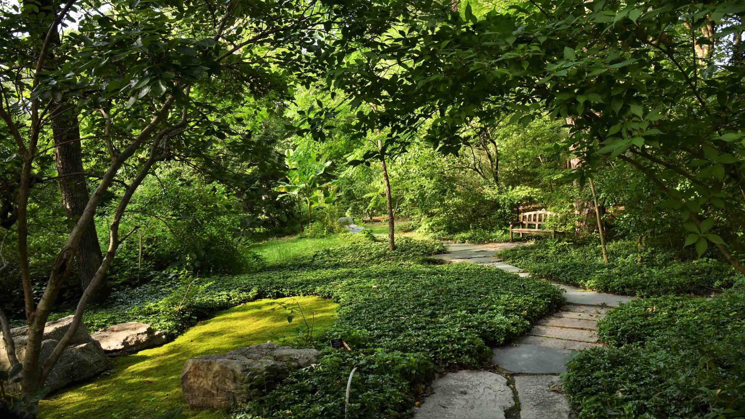 A stone path leading to a wooden bench in an open woodland.