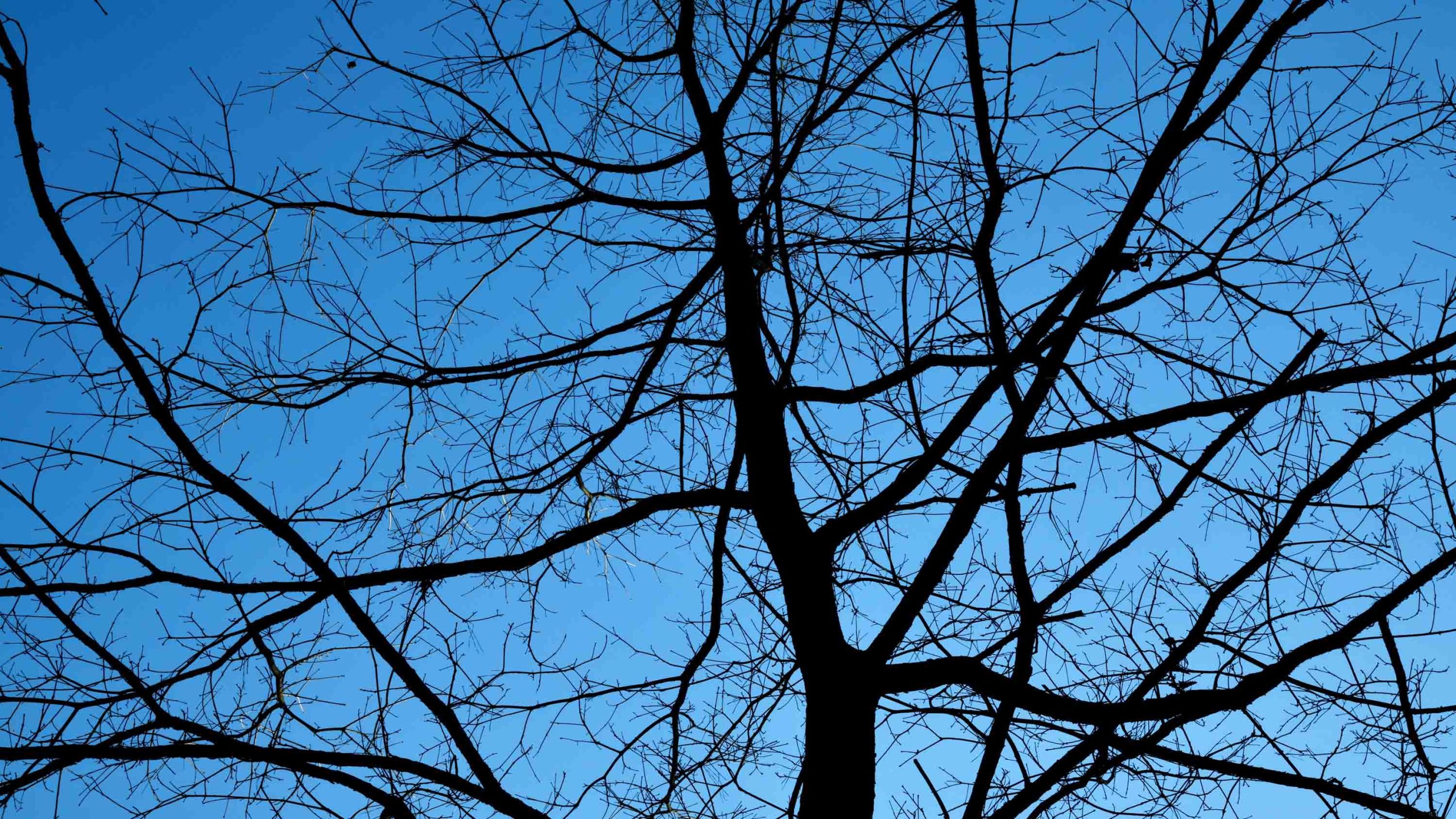 Looking up at the leafless branches of an overcup oak tree with a bright blue cloudless sky in the background