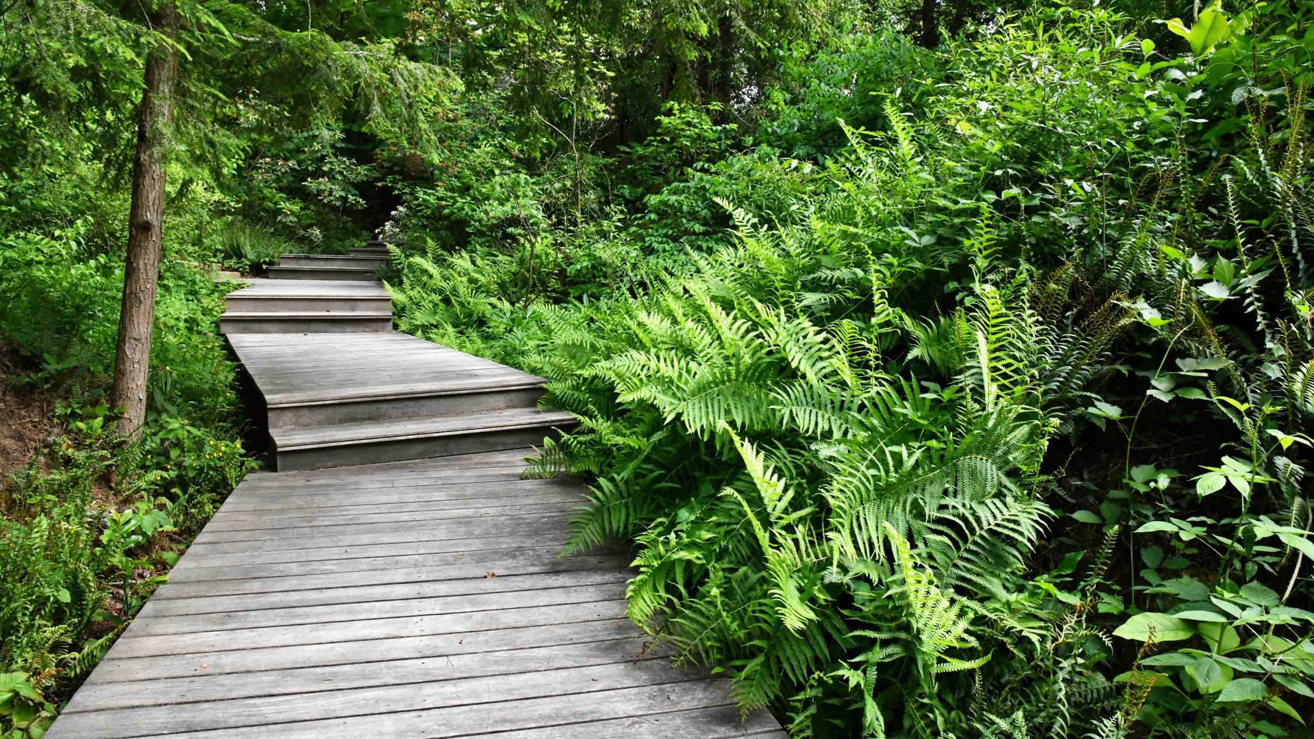 A wooden boardwalk with large green ferns to the right and a small tree to the left