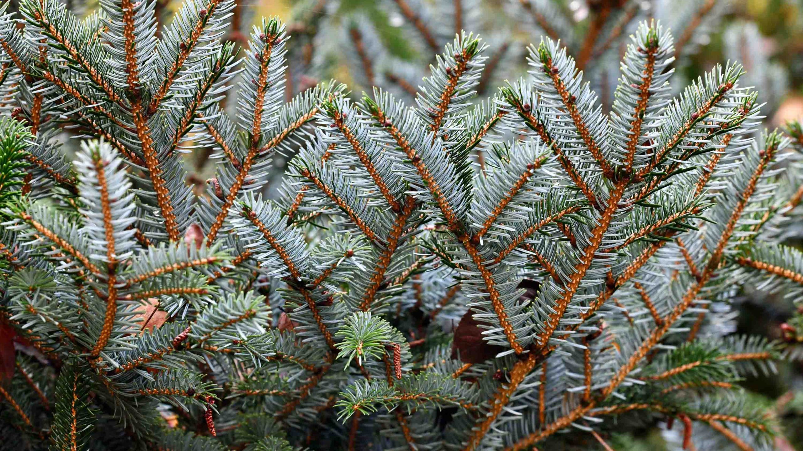 A close-up photo of several evergreen branches and needles