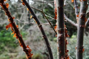 Close-up of tree trunk with red strips of peeling bark.