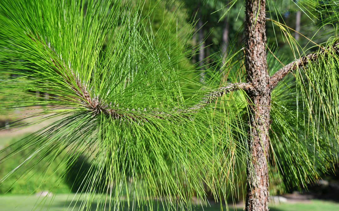 Longleaf pine branch
