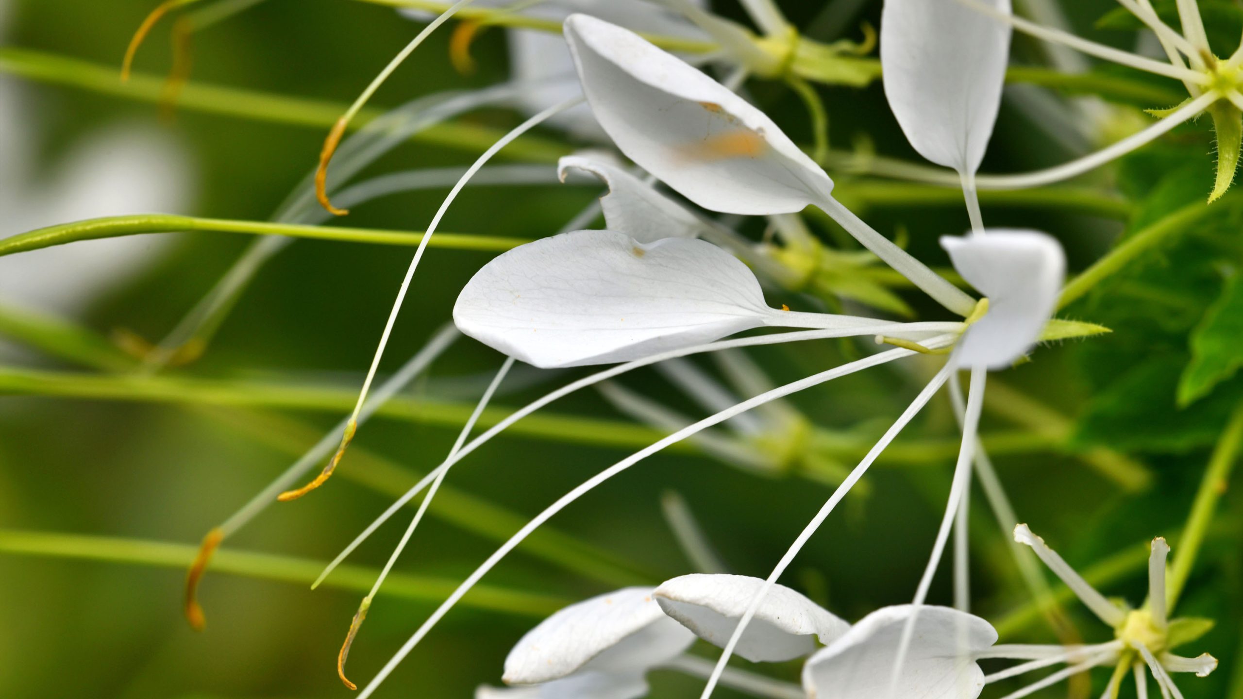 Close up of white lilies with long thin stamens