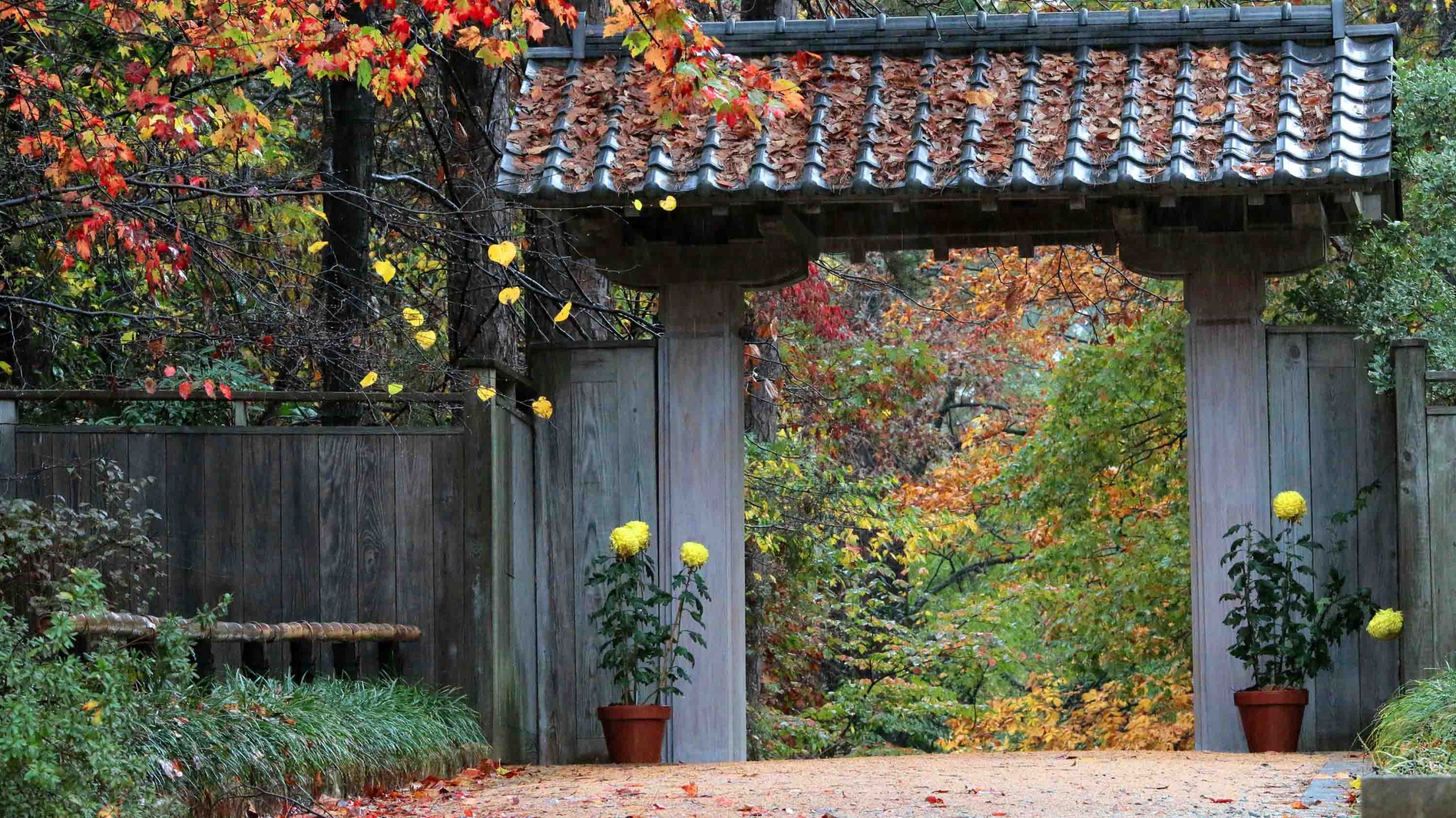 Japanese-style gatehouse flanked by yellow chrysanthemum flowers and red fall tree foliage