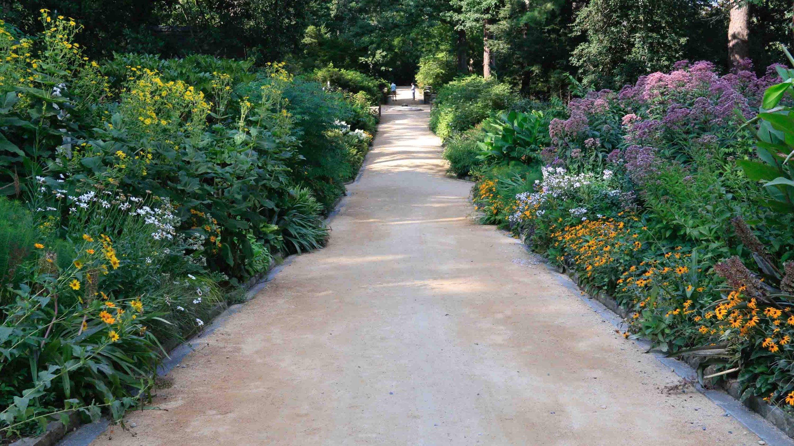 A gravel path surrounded by flowers on both sides.