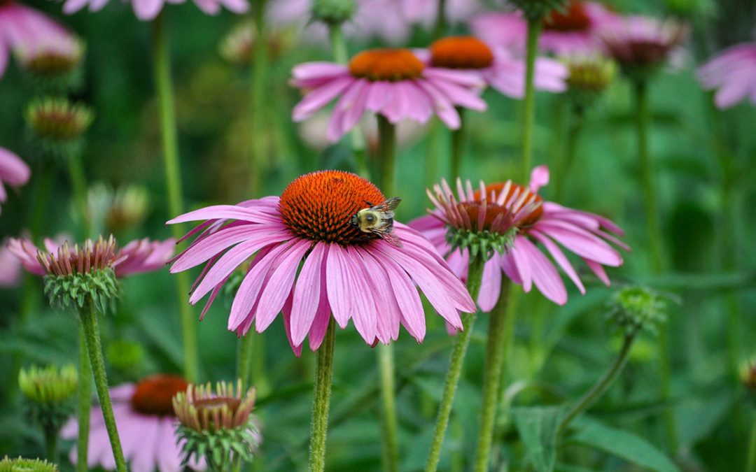 A bee on purple coneflowers