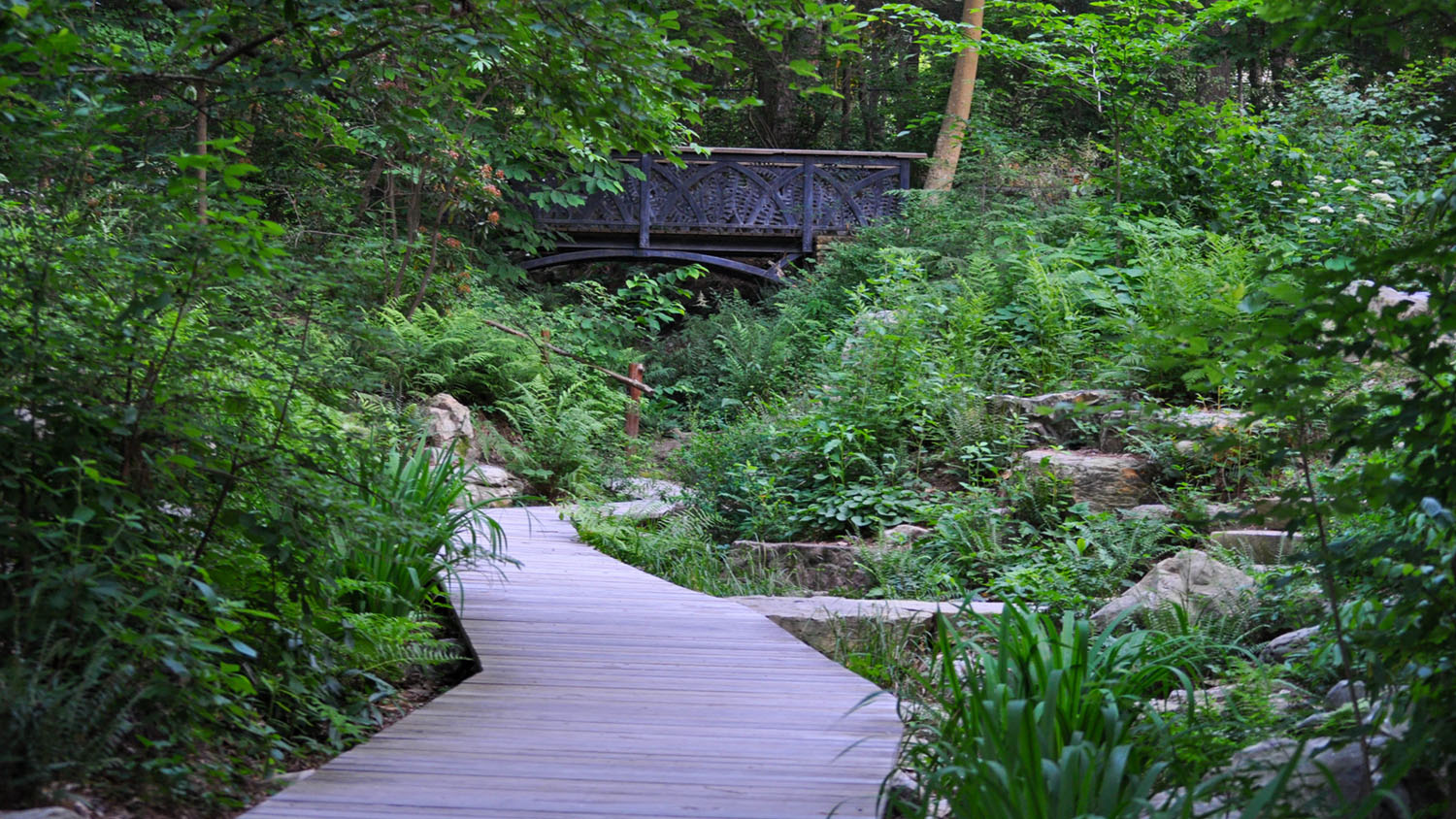 A ravine filled with ferns and other lush green plants, with a wooden boardwalk running down the center and an iron bridge in the background