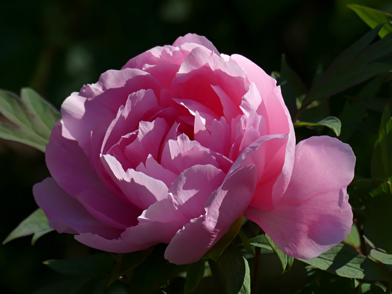 Chinese Tree Peony