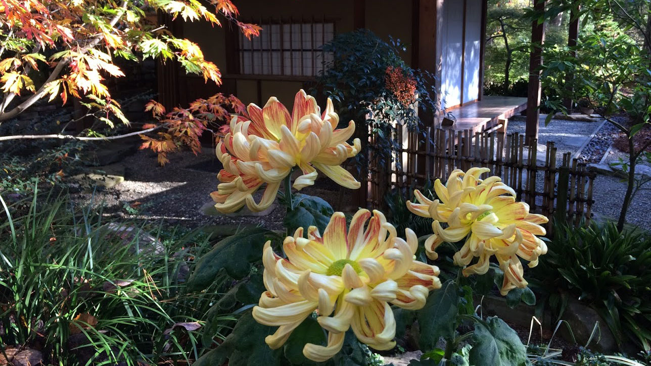 Yellow chrysanthemum blooms