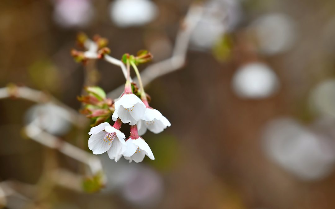 Close-up of delicate white and pink flowers, with twisting branches in a soft-focus background.