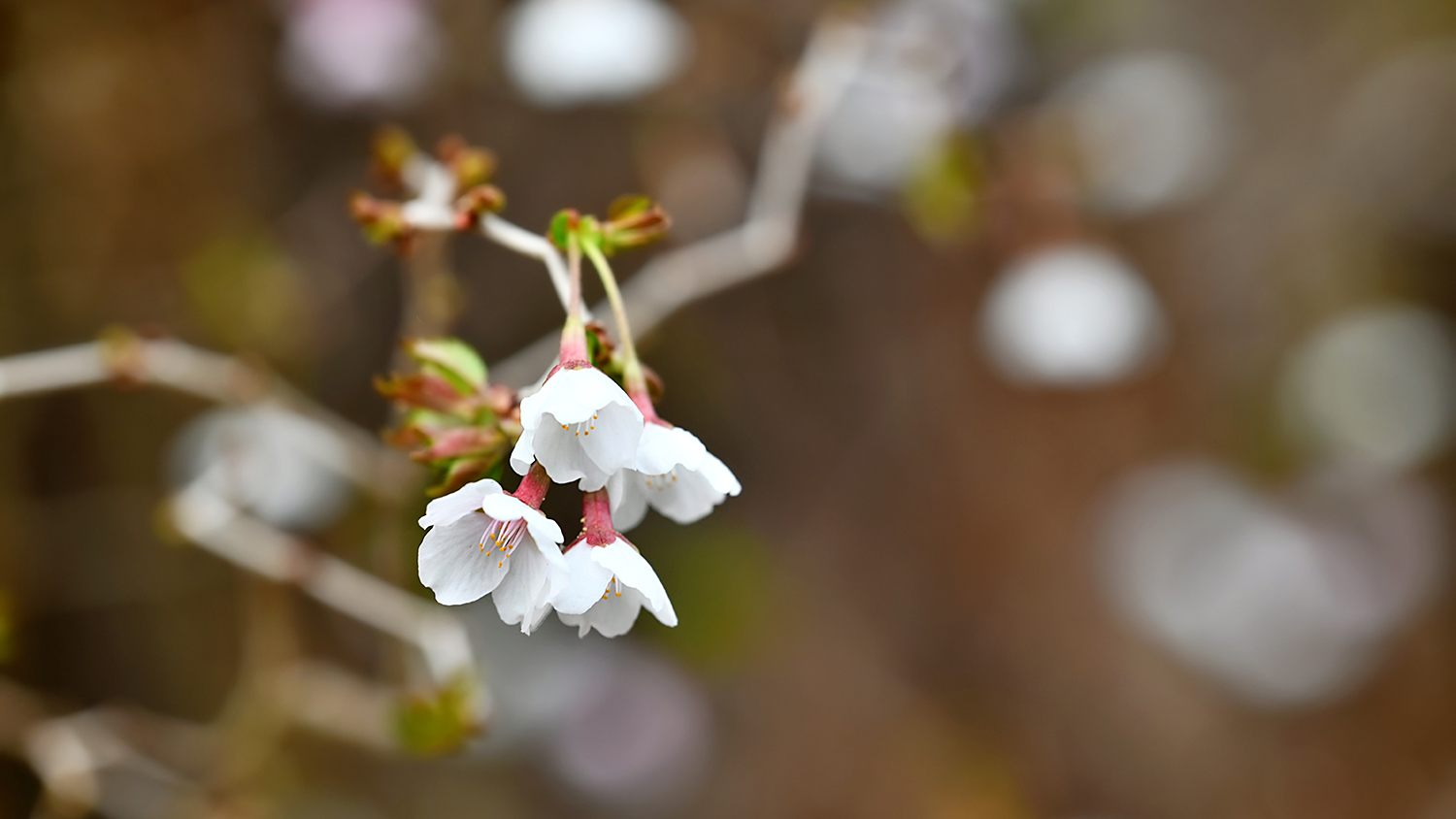 Close-up of delicate white and pink flowers, with twisting branches in a soft-focus background.