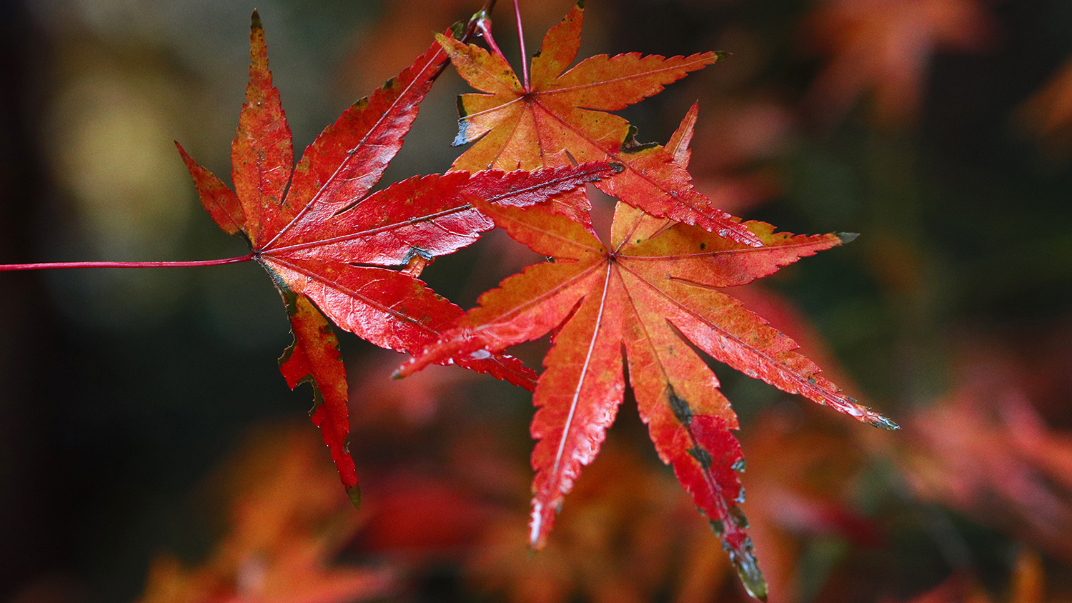 Close-up of red and orange toned leaves of a Japanese maple tree.