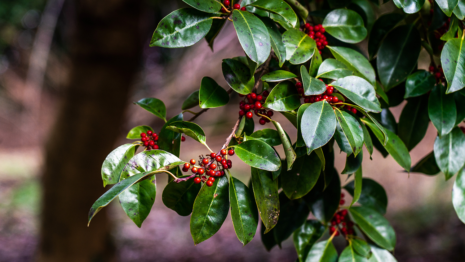 A close-up of a shrub with dark green shiny leaves and red berries.