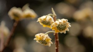 Close-up o a trio of yellow flowers with green centers on a slim brown stem, with more flowers in soft-focus in the background.