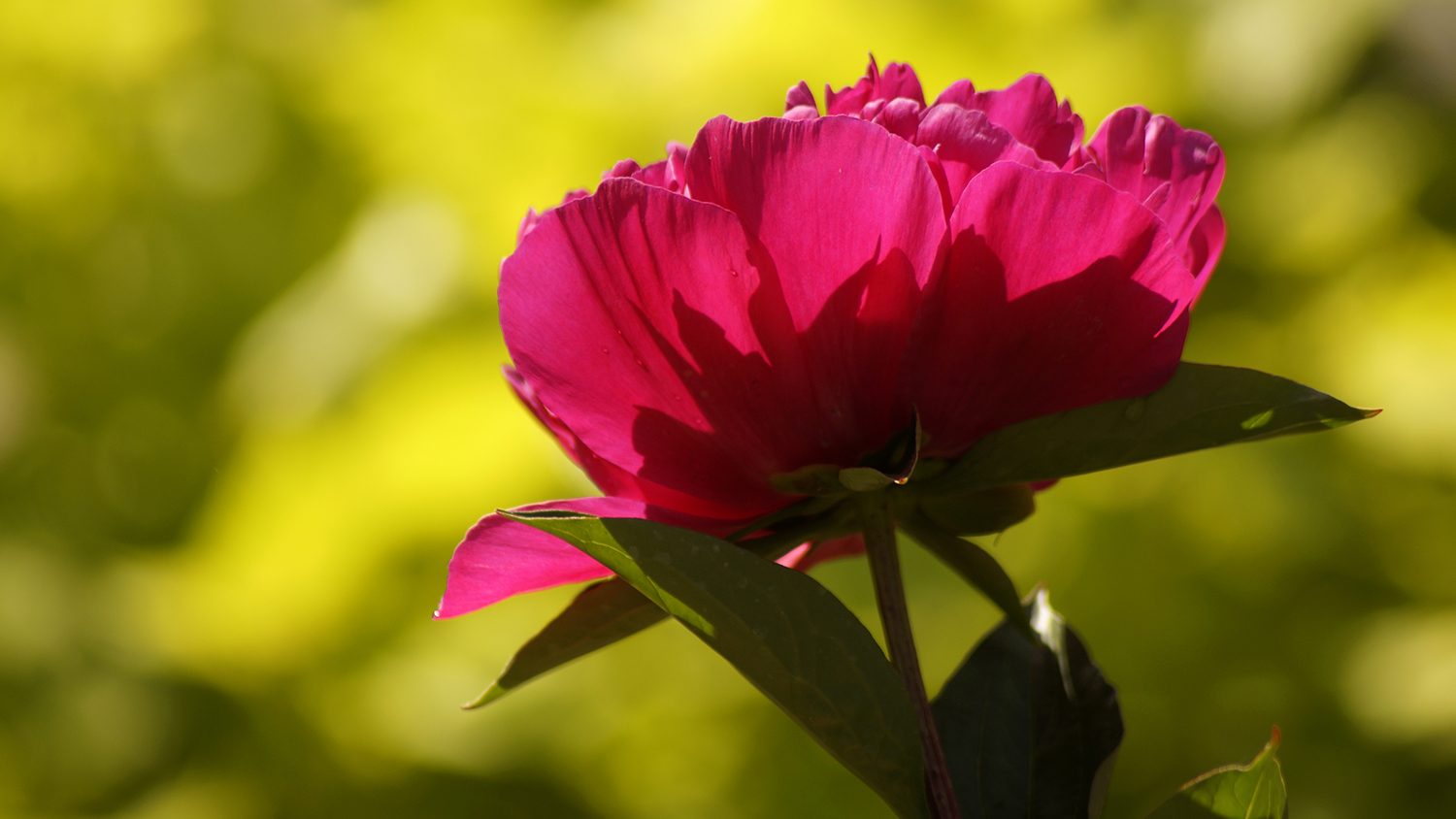 Close-up of a red peony flower with a soft-focus background of green trees.