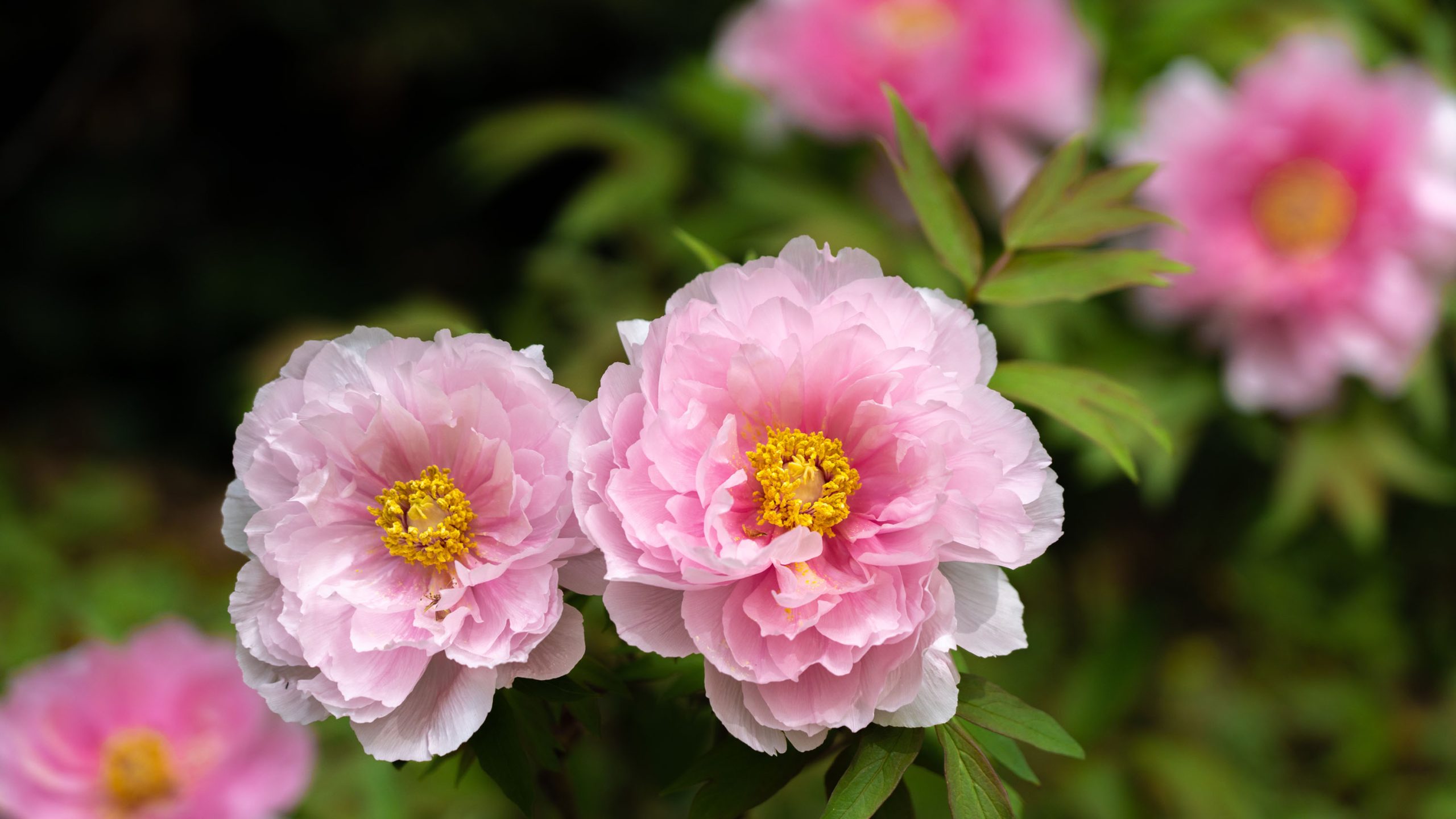 A close-up image of pink peony flowers in full bloom