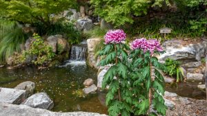 Three large pink chrysanthemum flowers in front of a small pond and waterfall, with trees in the background.