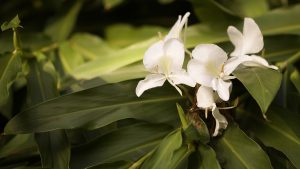 Close-up of delicate white flowers with pale yellow stamens and green leaves in the background.