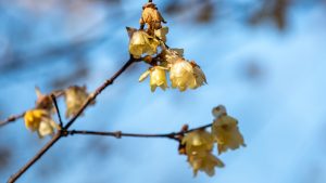 Eight delicate yellow flowers on a pair of slim branches with a blue sky in the background.