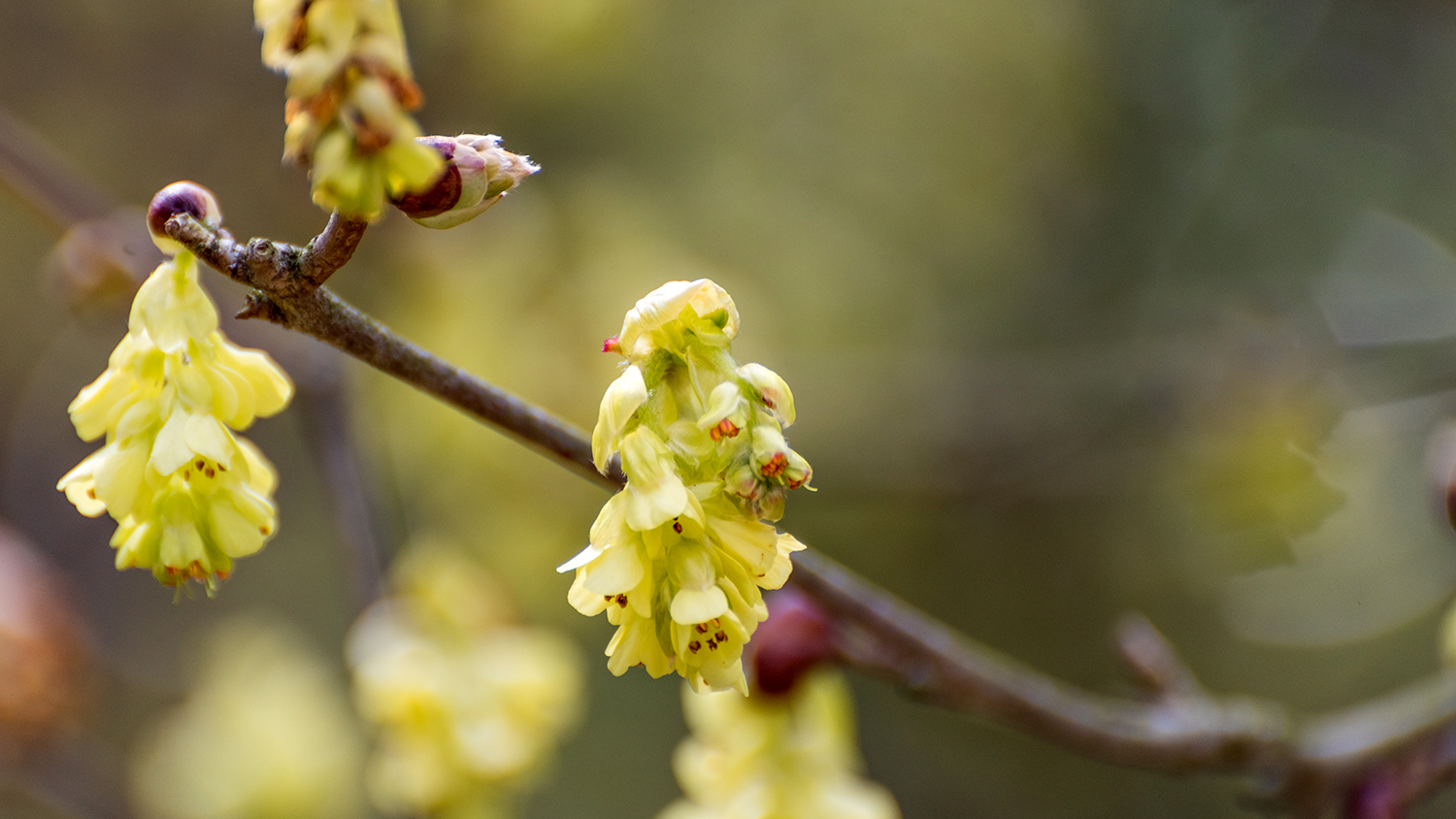 Delicate yellow flowers on a slim branch with a soft-focus background.