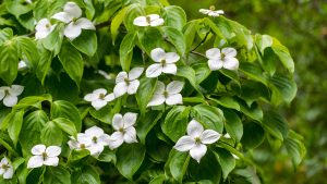 White dogwood flowers with bright green leaves.