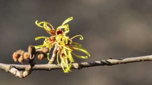 A yellow flower with delicate, stringy petals on a slim branch with a soft-focus brown background.