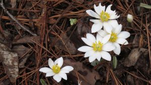 Close-up of four white bloodroot flowers with yellow centers, amid brown pine straw and fallen brown leaves.