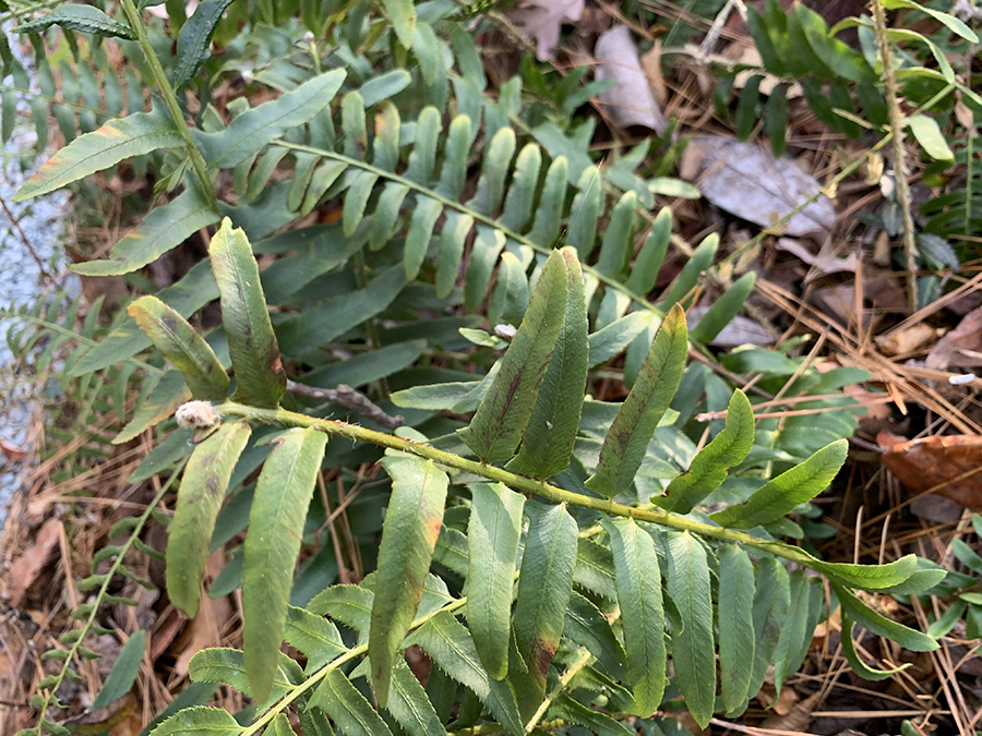 Green foliage of a Christmas fern.