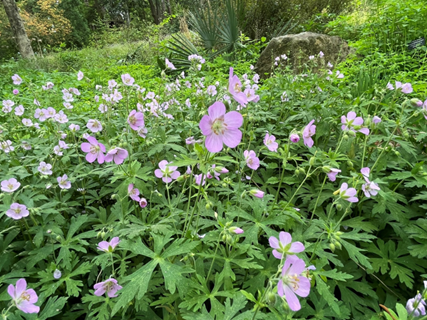 A field of native spotted geranium in bloom