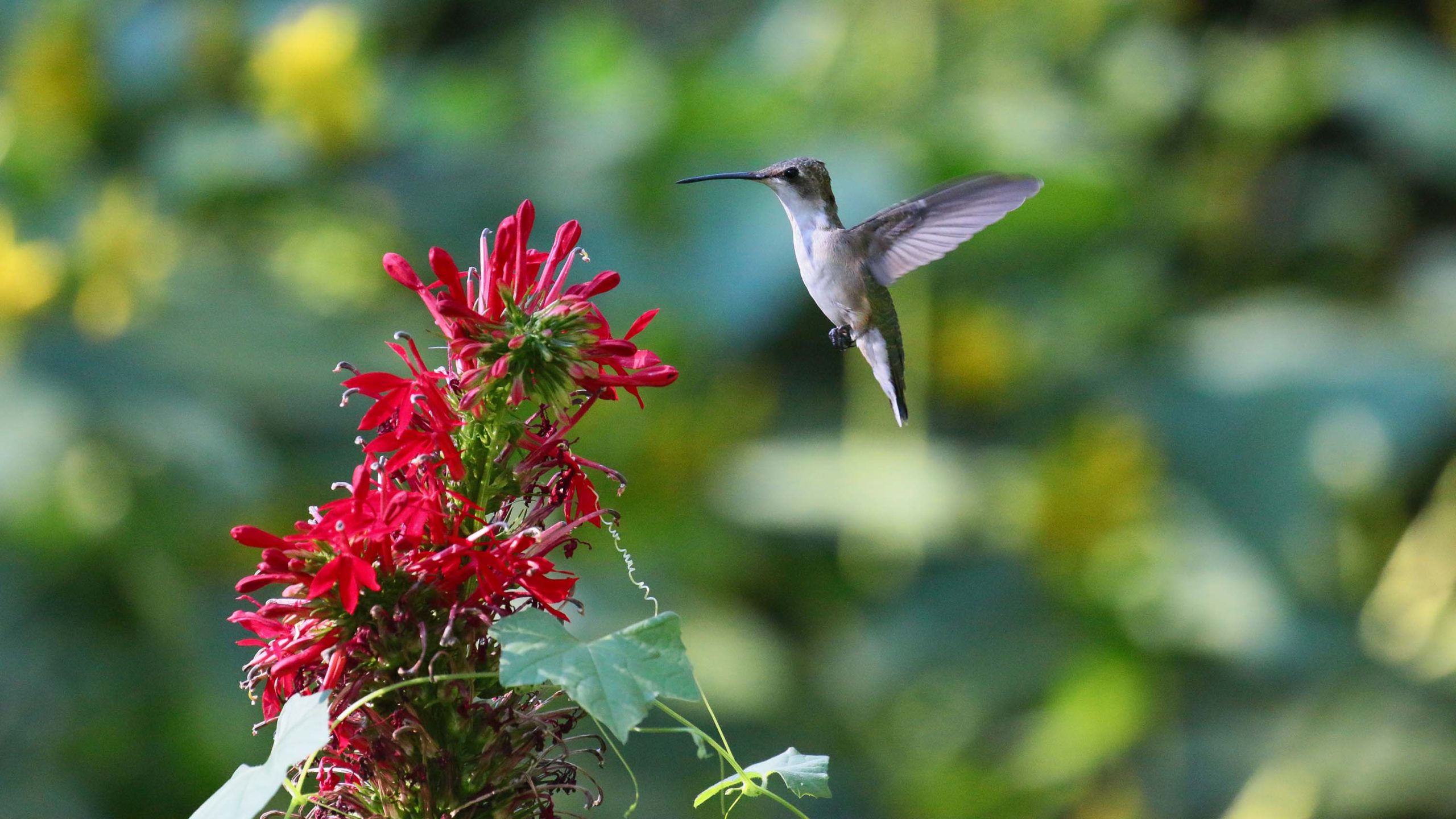 A female ruby-throated hummingbird hovers beside a beebalm flower