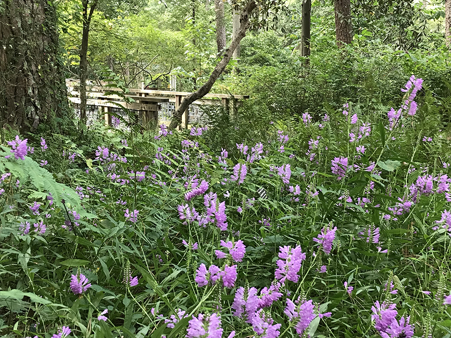 A mass planting of obedient plants in flower in a woodland settling.