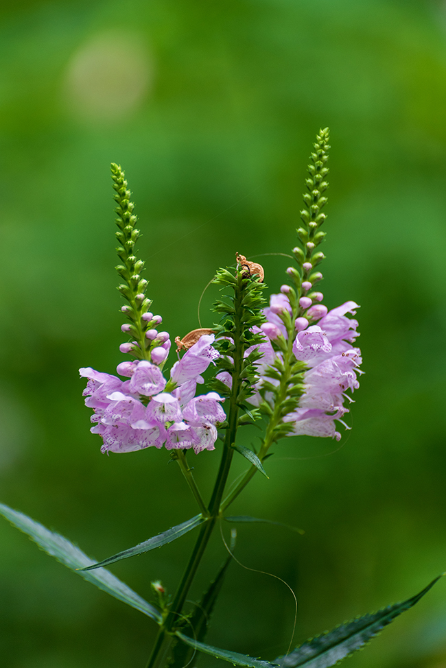 Close-up of obedient plant flowers with soft focus background.