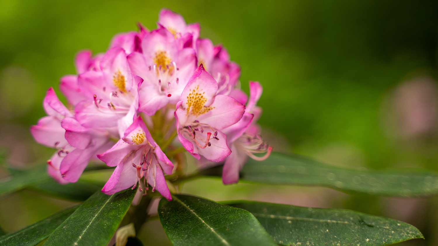 Close-up of multi-toned pink rhododendron flowers with green leaves and a green soft-focus background.