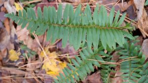 Five medium green fern plants with brown leaves and pine straw in the background.