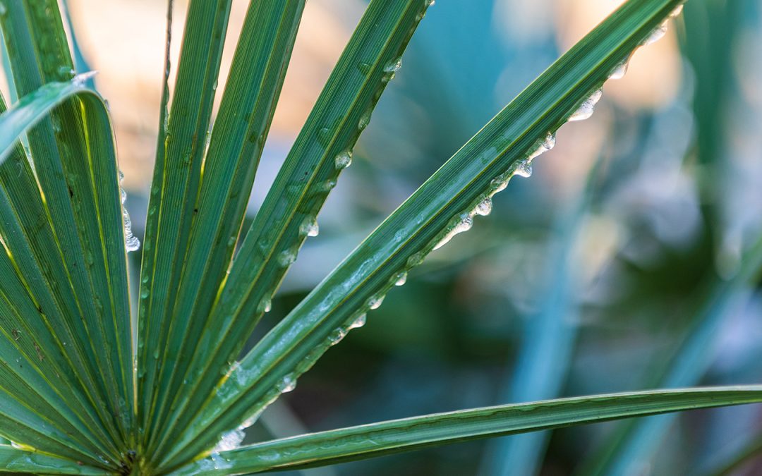 A fan-shaped array of long deep green leaves with frozen dewdrops on them and a soft-focus background.