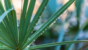 A fan-shaped array of long deep green leaves with frozen dewdrops on them and a soft-focus background.