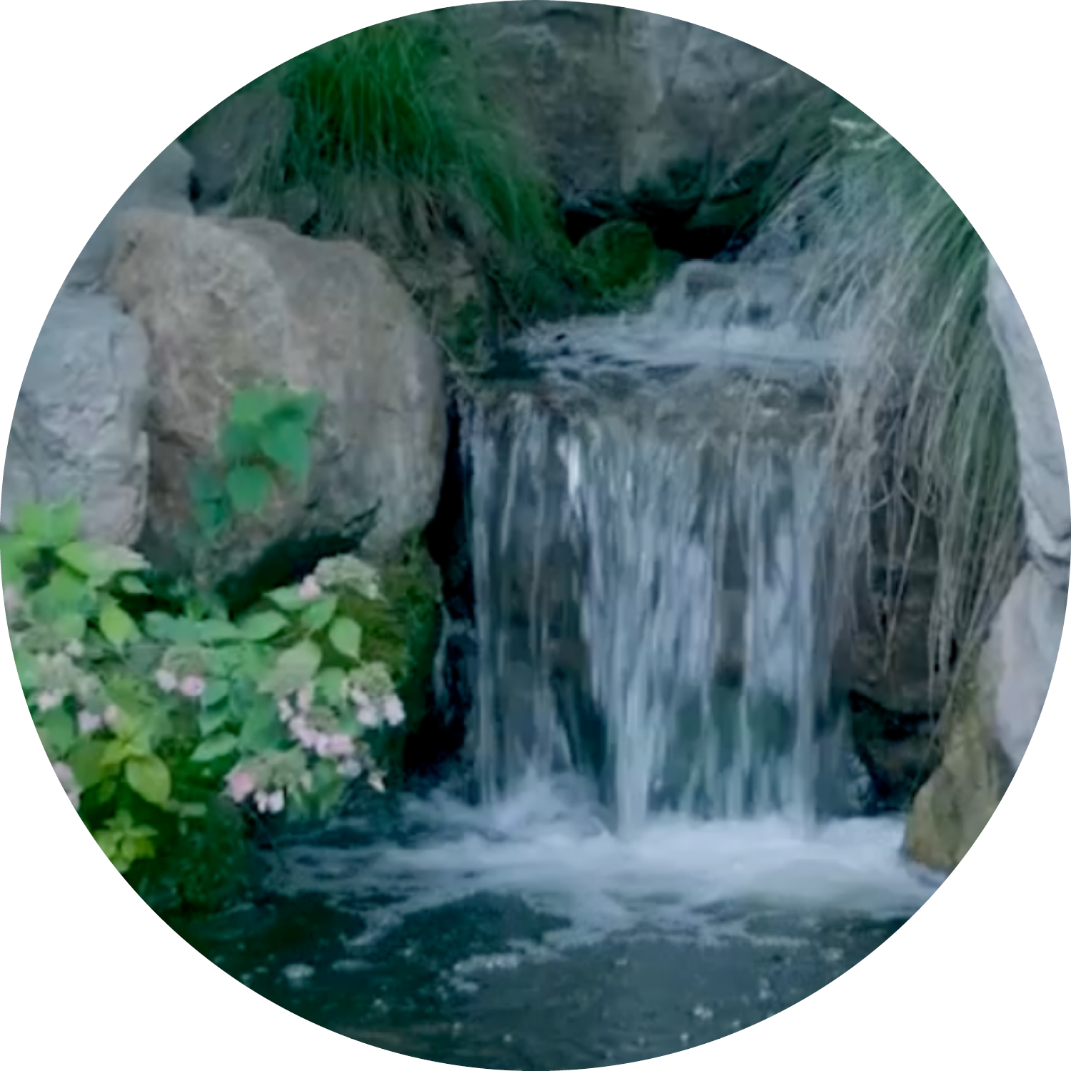 A group of purple echinacea flowers and yellow goldenrod planted near a parking lot with light painted lines